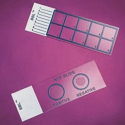 Cell Culture Slides